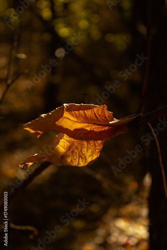 Fallen leaves on a branch