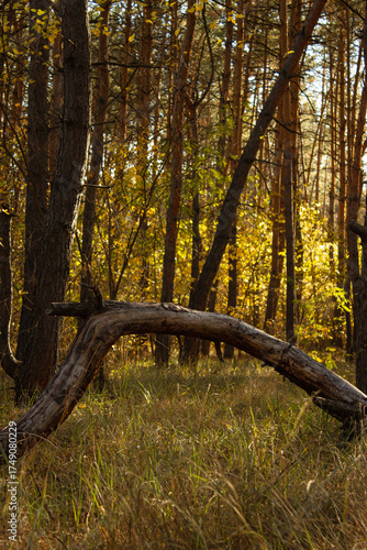 Pine branch on grass in the forest