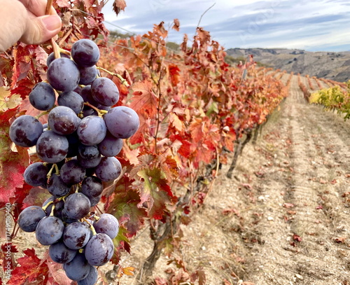 Autumn Vineyard of Spain Collection. Different shot of a hand holding a ripe cluster of red grapes in an Andalusian vineyard during autumn harvest season. 