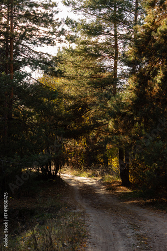 Sandy road in the autumn forest