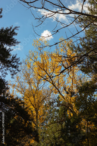Yellow aspen roots among the fir trees