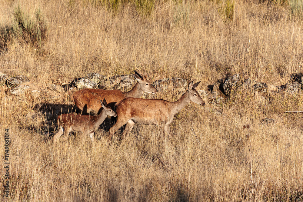 Fototapeta premium Cervus elaphus. Male, female, and young red deer moving through the meadow.