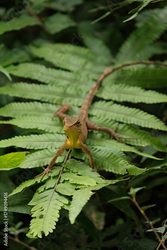 Yellow lizard on the green leaves