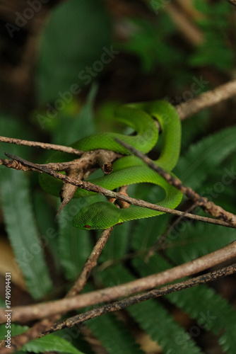 green snake camouflage on the tree branch