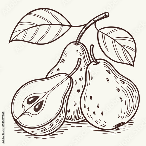 Illustration of three pears with leaves