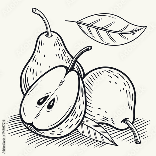 Illustration of pears and leaves in black ink