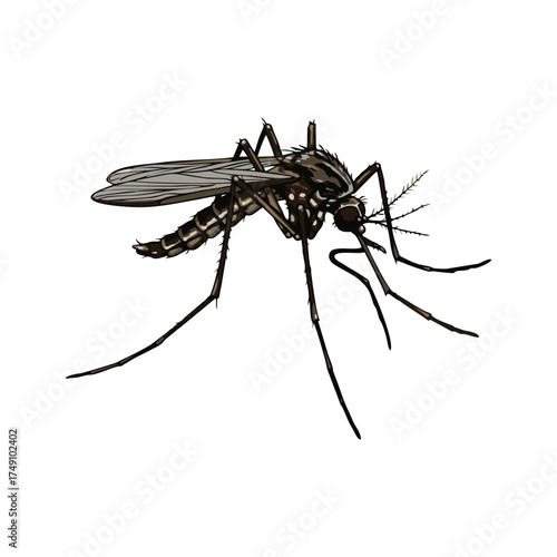 mosquito vector with white background