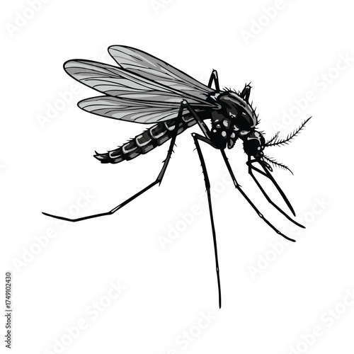 mosquito vector with white background