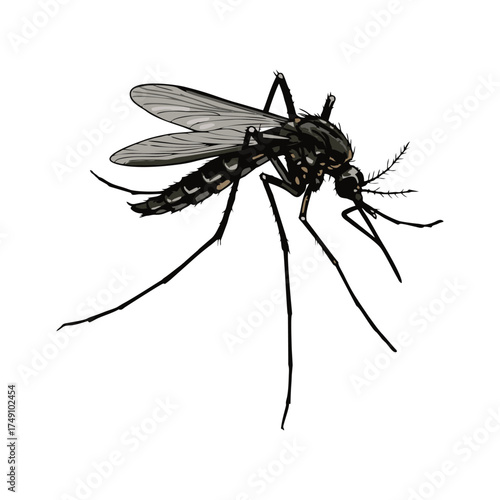 mosquito vector with white background