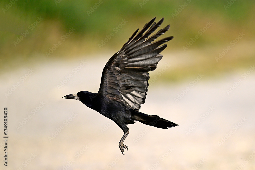 Fototapeta premium Saatkrähe // Rook (Corvus frugilegus)