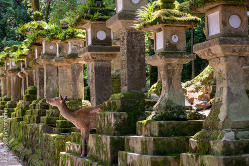 Deer among stone lanterns at Kasuga Taisha Shrine in Nara, Japan