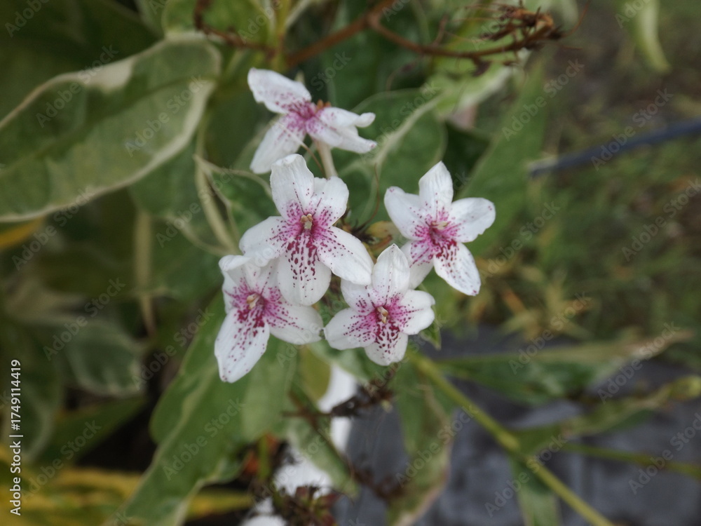 Obraz premium Beautiful inflorescence of Pseuderanthemum maculatum