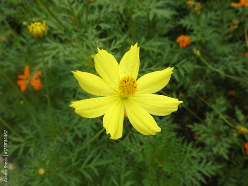 
Close-up photograph of a yellow Cosmos flower.