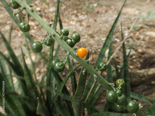 The yellow Sansevieria fruit stands out among the other immature fruits.