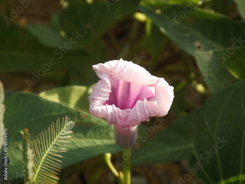 Stictocardia is about to bloom to welcome the sunlight.