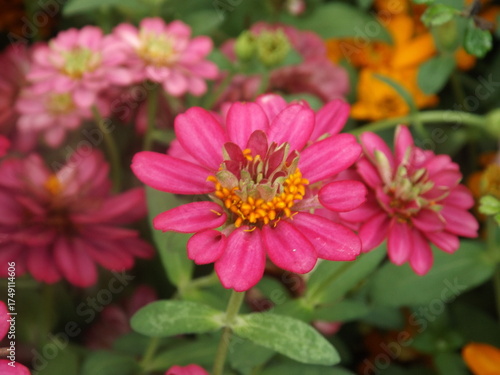 Close-up photograph of a vibrant pink Zinnia.