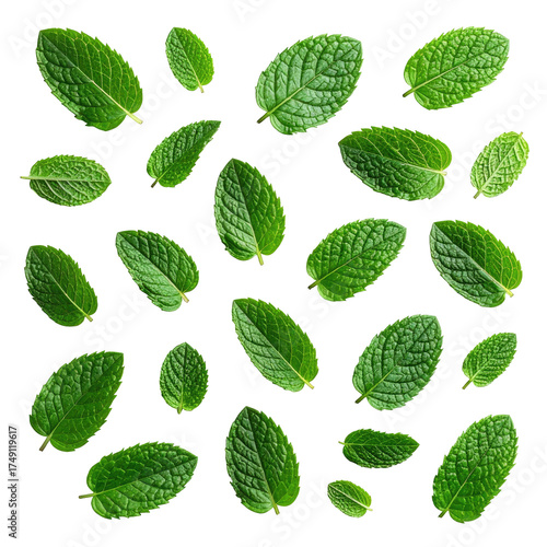 Fresh, green mint leaves on black background, natural herbal