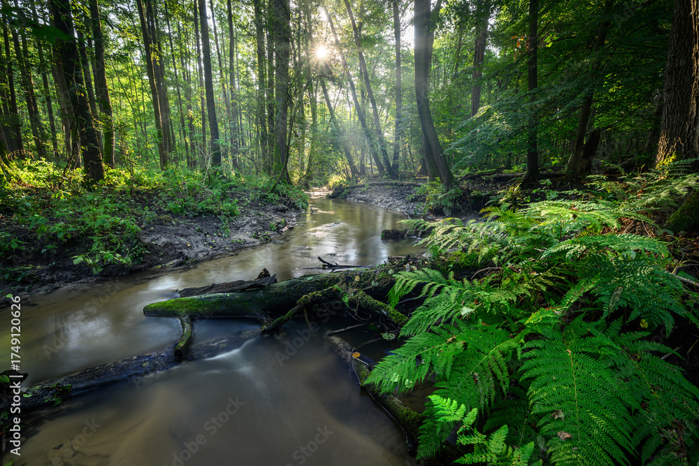 Obraz premium Green adler forest and small river at morning