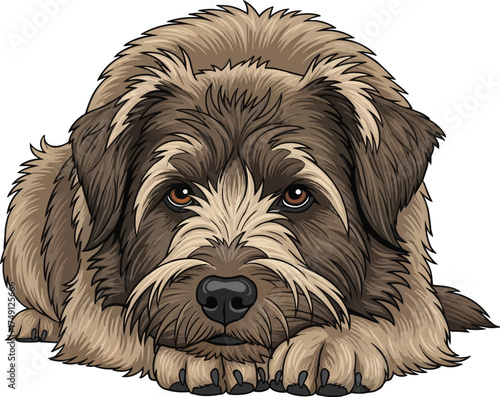 Dutch Smoushond dog lying down relaxed resting vector illustration