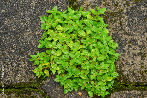 Small green leaves on dirty floor closeup
