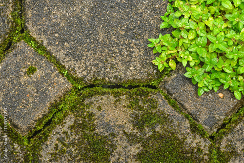 Small green leaves on dirty floor closeup
