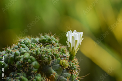 White cactus flower blooming closeup