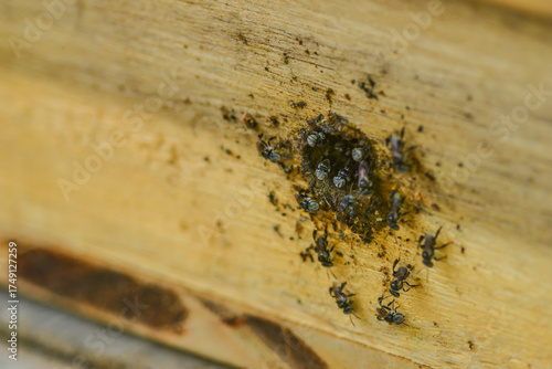 Stingless bee on brown wood closeup