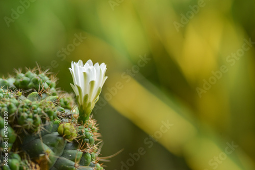 White cactus flower blooming