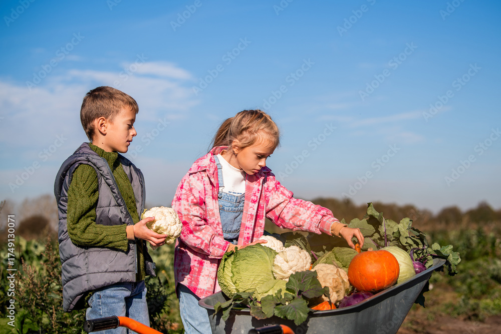 Fototapeta premium Boy and girl harvesting fresh vegetables in a farm field