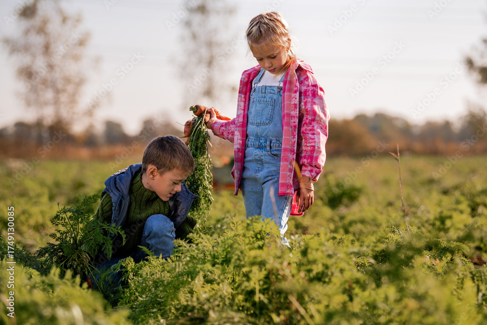 Fototapeta premium Boy and girl harvesting fresh carrots from a farm field.