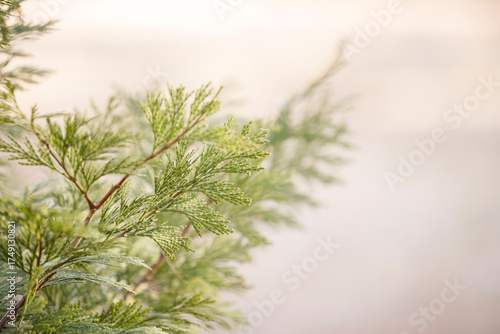 Close up of green cedar branch with soft background light