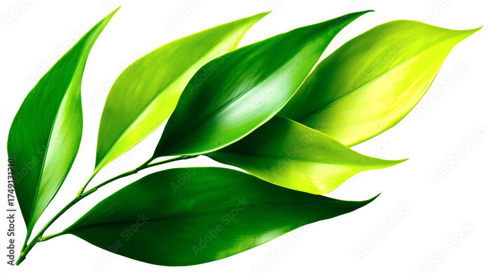 Fototapeta premium Vibrant Green Leaves