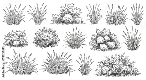 Collection of sketched grass and bushes in varying shades of gray and black on a white background, white background