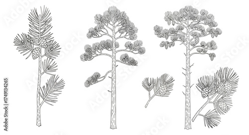 A set of line art illustrations of various Pine trees (Pinus Sylvestris), white background