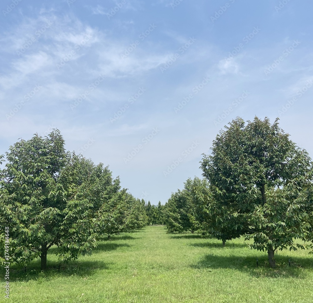 Obraz premium Green Tree Orchard Landscape under Blue Sky and white clouds with rows of trees growing on grass field 