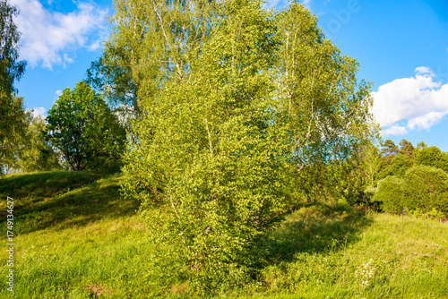 Lush green landscape featuring vibrant trees and rolling grassy hills under a bright blue sky with scattered clouds. A beautiful sunny day in nature's embrace, full of life and color