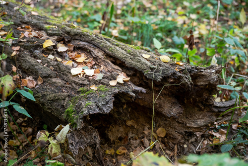 The fallen tree