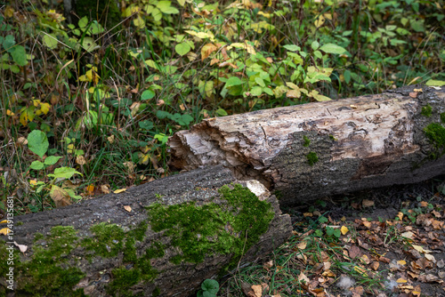 The fallen tree