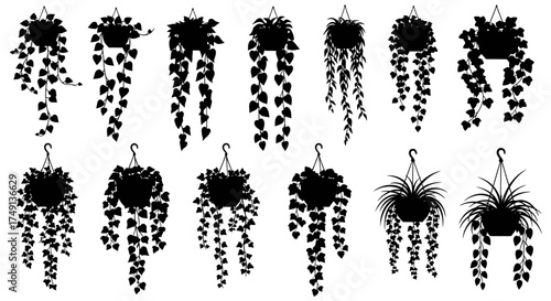 Vector illustration set of various hanging plants, ivy, and foliage in black silhouette isolated on white, white background