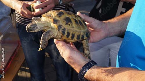 Slika na platnu A man holds an amphibious turtle in his hands. Help the turtle.
