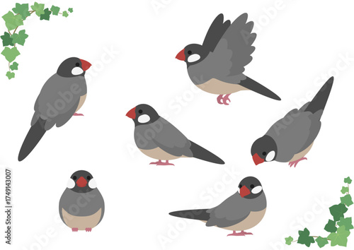 かわいい文鳥のベクターイラスト素材セット