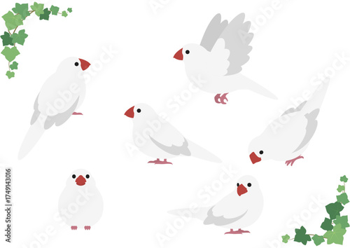 かわいい白文鳥のベクターイラスト素材セット