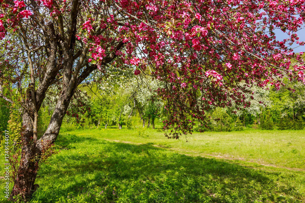 Naklejka premium Vibrant pink blossoms adorn a beautiful tree in a sun-drenched spring garden, overlooking a lush green meadow. White flowering trees dot the background under a clear blue sky