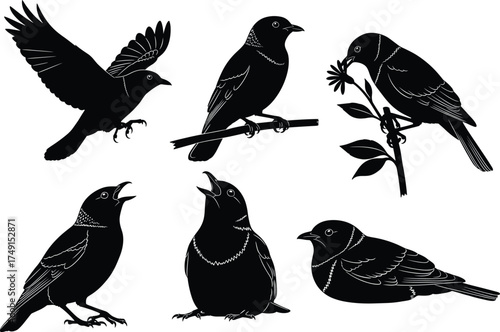 Bird silhouette vector set, flying bird, perched bird, singing bird, nature wildlife illustration, black bird shapes, artistic animal poses