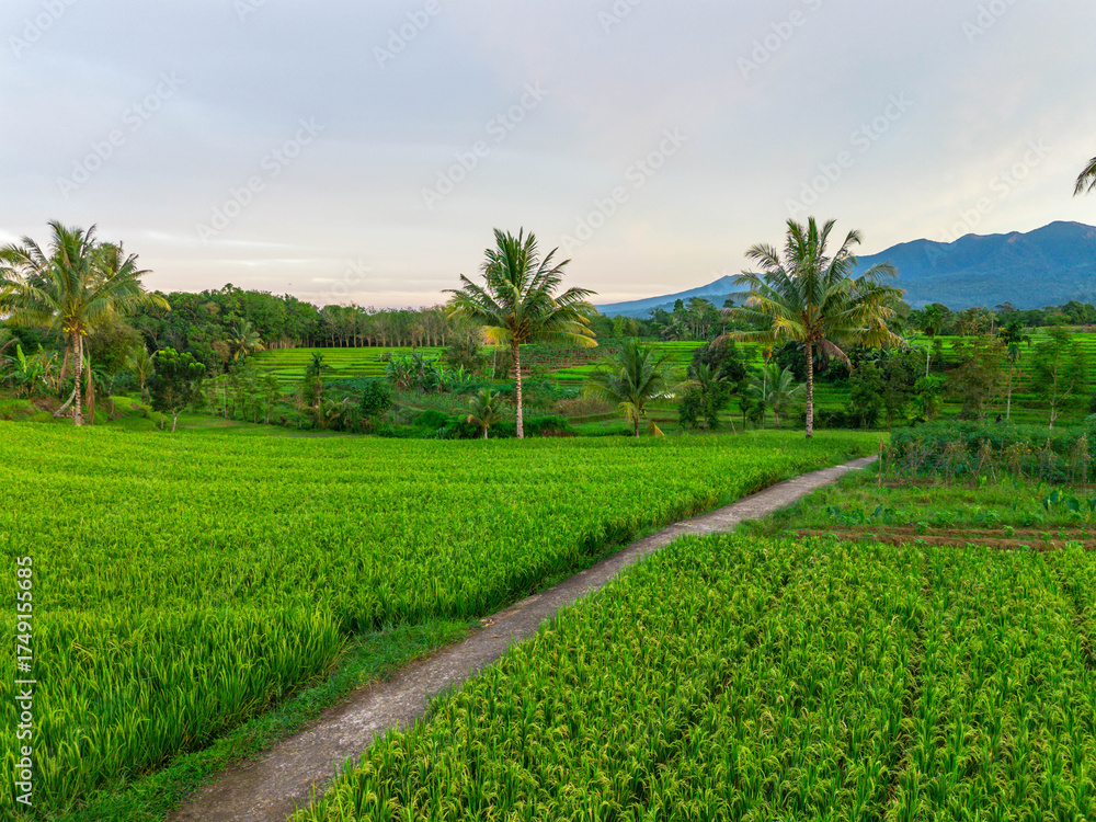 Naklejka premium Beautiful morning view indonesia Panorama Landscape paddy fields with beauty color and sky natural light