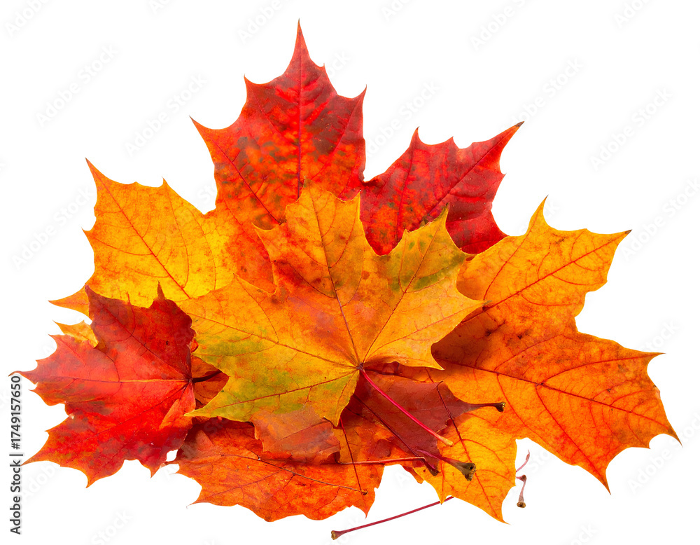 Fototapeta premium Colorful Pile of Autumn Leaves on White Surface, Seasonal Fall Decoration, Isolated on Transparent Background, PNG