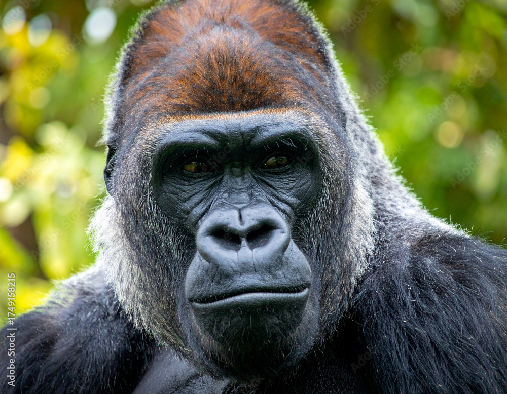 Obraz premium Majestic Silverback Gorilla Gazing Intently at the Viewer