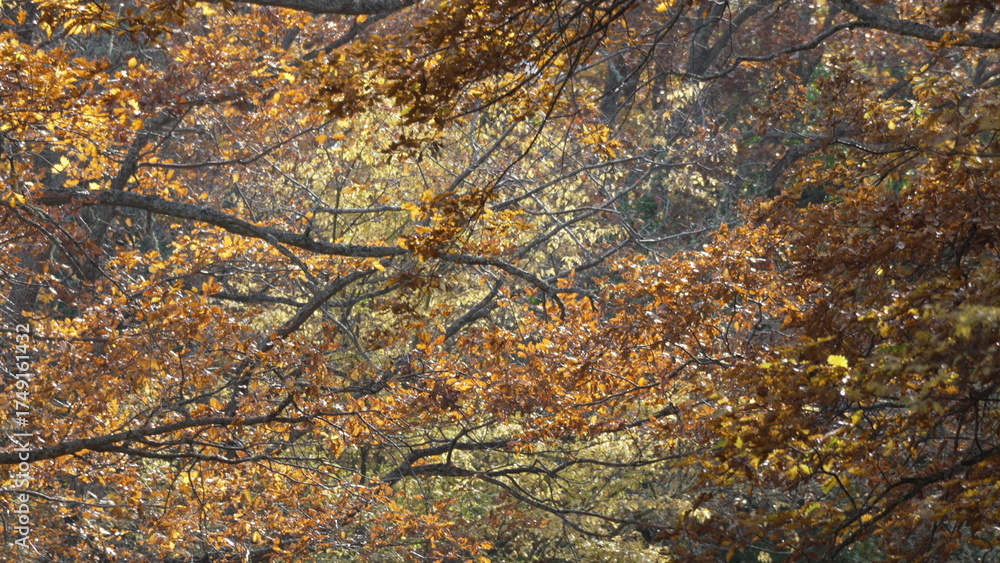 Fototapeta premium Leaves, Autumn, Forest - Close-up of colorful foliage in a forest during autumn.