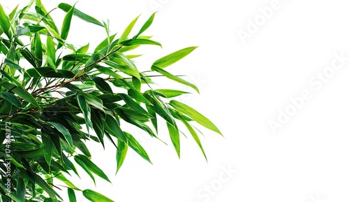 Lush bamboo leaves, vibrant green, on white background