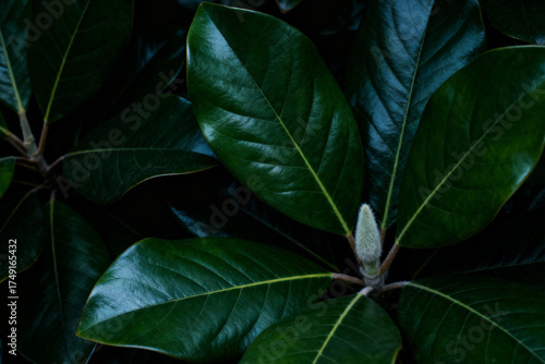 Dark Green Tropical Magnolia Leaves and Bud Close-Up: Lush, Deep Foliage Background Texture with a Mood of Serenity and Natural Beauty.